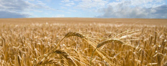 Barley